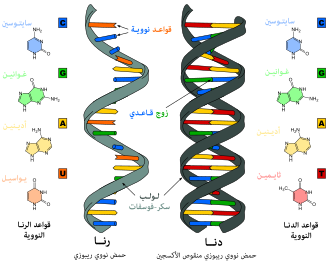 إمكانية استخلاص الحمض النووي من مادة لزجة وماعلاقة قملة الراس بهذه الدراسة ؟