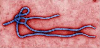 صورة أين يوجد الفيروس القاتل من حمى #ايبولا ؟