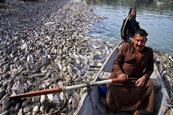 السمك في العراق
